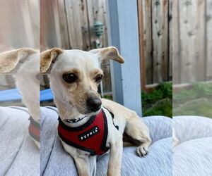 Chihuahua-Unknown Mix Dogs for adoption in San Francisco, CA, USA