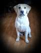 Small Photo #1 Labrador Retriever Puppy For Sale in FOUNTAIN, CO, USA