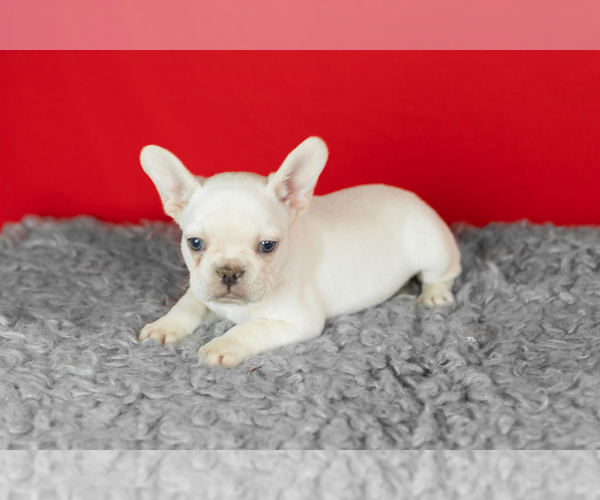 Medium Photo #3 French Bulldog Puppy For Sale in NAPPANEE, IN, USA