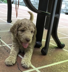 Goldendoodle Puppy for sale in MARION, IN, USA