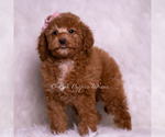 Small #3 Goldendoodle (Miniature)