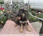 Puppy Puppy 3 German Shepherd Dog
