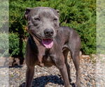 Small #2 American Staffordshire Terrier