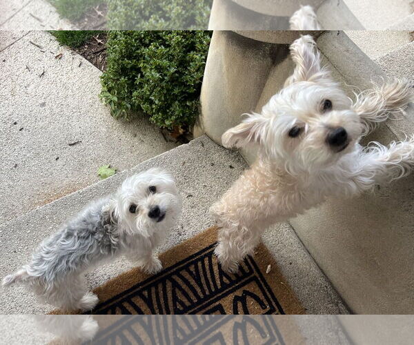 Medium Photo #2 Mutt Puppy For Sale in Allentown,, PA, USA