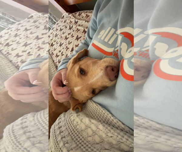 Medium Photo #4 Golden Labrador Puppy For Sale in Mobile, AL, USA