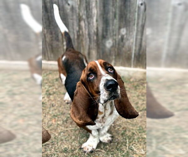 Medium Photo #2 Basset Hound Puppy For Sale in Deepwater, NJ, USA