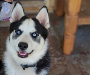 Pomsky Puppy for sale in SPRINGFIELD, MO, USA