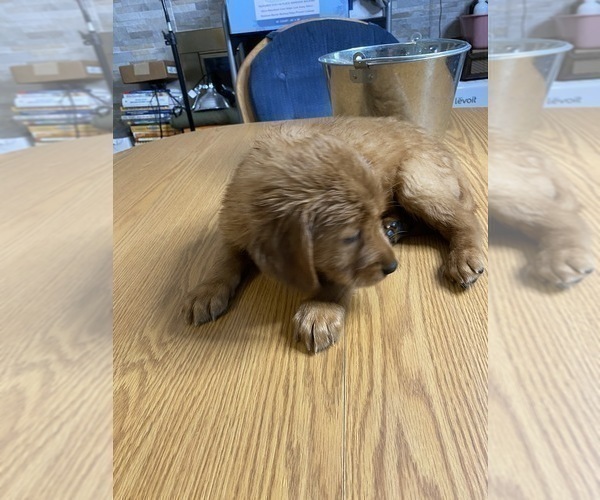 Medium Photo #13 Golden Retriever Puppy For Sale in BRANDON, FL, USA