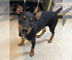 Small Doberman Pinscher Mix