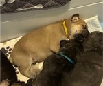 Image preview for Ad Listing. Nickname: Yellow collar