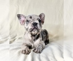 Small #3 French Bulldog