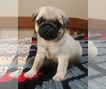 Small Photo #1 Pug Puppy For Sale in AZALEA, OR, USA