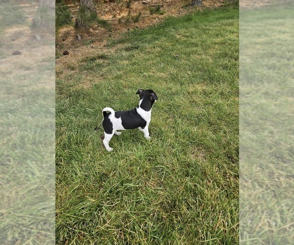 Medium Photo #3 Rat Terrier Puppy For Sale in ELLENSBURG, WA, USA