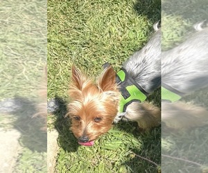 Mother of the Yorkshire Terrier puppies born on 10/22/2025