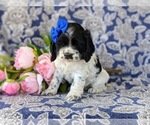 Small Photo #3 Cocker Spaniel Puppy For Sale in KIRKWOOD, PA, USA