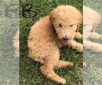 Small Photo #1 Poodle (Standard) Puppy For Sale in PHENIX CITY, AL, USA