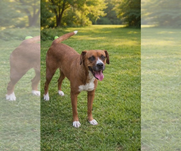 Medium Photo #1 Boxador Puppy For Sale in Oakhurst, NJ, USA