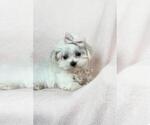 Small #3 Maltese