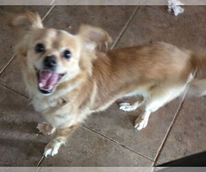 Medium Papillon Mix