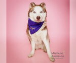 Small Photo #3 Siberian Husky Puppy For Sale in Corona, CA, USA