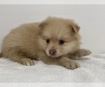 Small Photo #4 Pomeranian Puppy For Sale in DOWNING, MO, USA