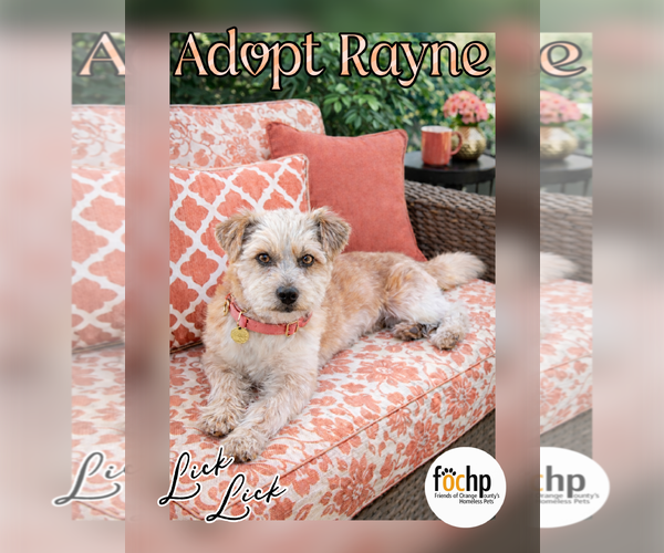 Medium Photo #1 Unknown-Wheaten Terrier Mix Puppy For Sale in Menifee, CA, USA