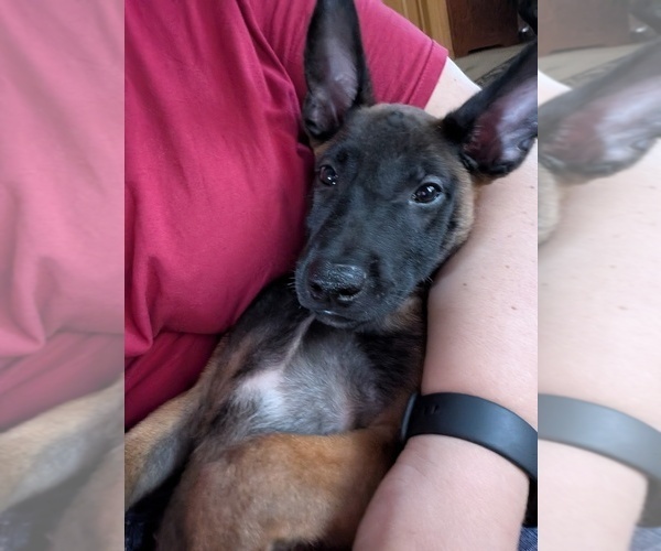 Medium Photo #18 Belgian Malinois Puppy For Sale in OSHKOSH, WI, USA