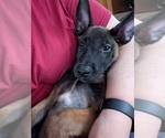 Litter of 8 - Male(s) and Female(s) Belgian MalinoisLitter of Puppies for Sale - Photo #18