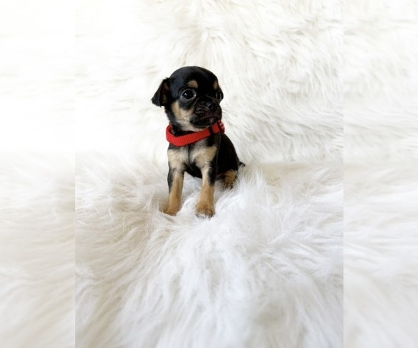 Medium Photo #4 Chihuahua Puppy For Sale in SACRAMENTO, CA, USA