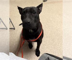 American Pit Bull Terrier Dogs for adoption in Bakersfield, CA, USA