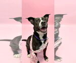 Small #3 Labrador Retriever Mix