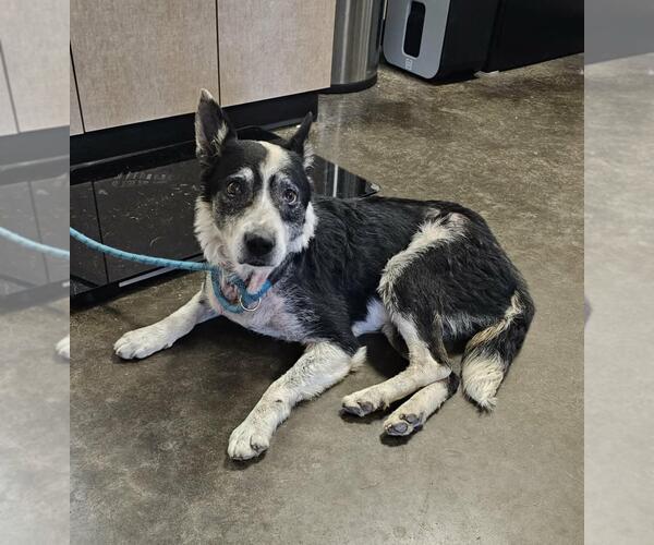 Medium Photo #9 Australian Shepherd-Unknown Mix Puppy For Sale in Rockwall, TX, USA