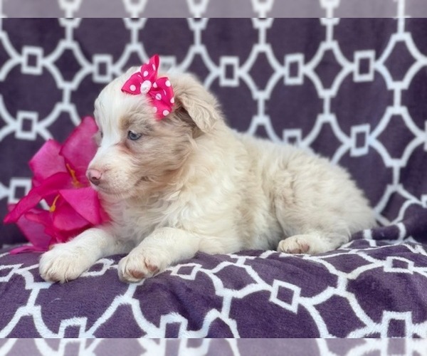Medium Photo #10 Australian Shepherd Puppy For Sale in LAKELAND, FL, USA