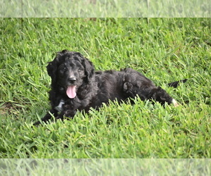 Bernedoodle Puppy for sale in AUBREY, TX, USA