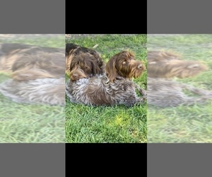 Mother of the Wirehaired Pointing Griffon puppies born on 01/21/2022