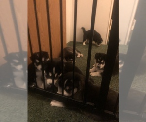 Siberian Husky Puppy for sale in MOIRA, NY, USA