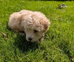 Small #8 Poovanese