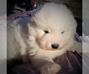 Samoyed Puppy for sale in LUBLIN, WI, USA