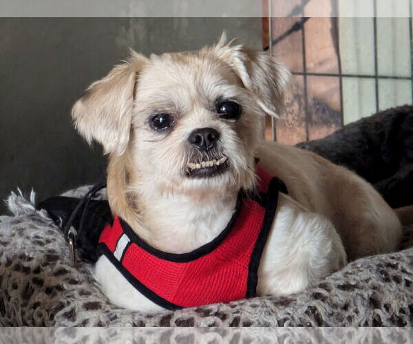 Medium Photo #1 Shih Tzu-Unknown Mix Puppy For Sale in Spring, TX, USA