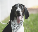 Small Pointer Mix