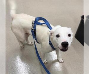 Mutt Dogs for adoption in Baytown, TX, USA