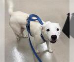 STITCH - Male Mutt Dog for Adoption - Small photo