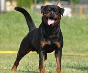 Father of the Rottweiler puppies born on 03/03/2021