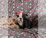 Small Photo #2 English Bulldog Puppy For Sale in COCHRANVILLE, PA, USA