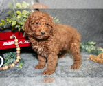 Small #1 Poodle (Miniature)