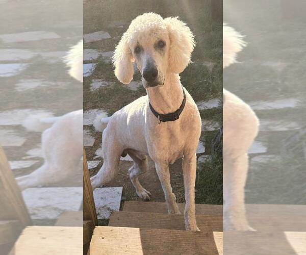 Medium Photo #4 Poodle (Standard) Puppy For Sale in San Antonio, TX, USA
