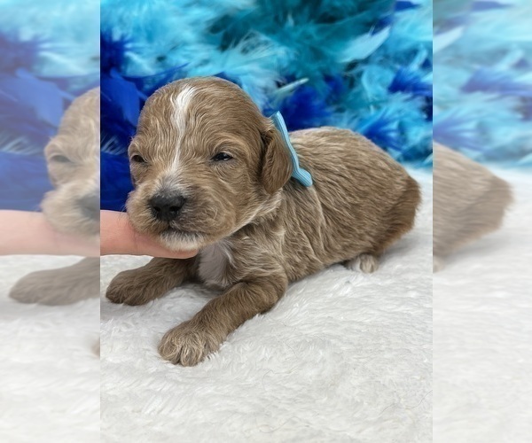 Medium Photo #9 Poodle (Miniature) Puppy For Sale in BULLARD, TX, USA