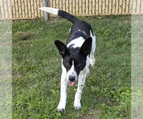 Medium Photo #6 Border Terrier-Unknown Mix Puppy For Sale in Batavia, OH, USA