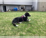 Small #3 Border Collie