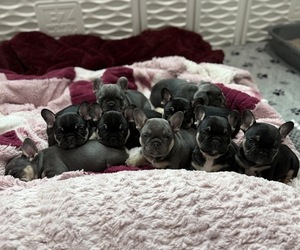 French Bulldog Litter for sale in KALISPELL, MT, USA